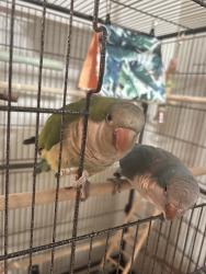 Lost Female Bird last seen Armstrong street, Lockhart FL, Lockhart, FL 32810