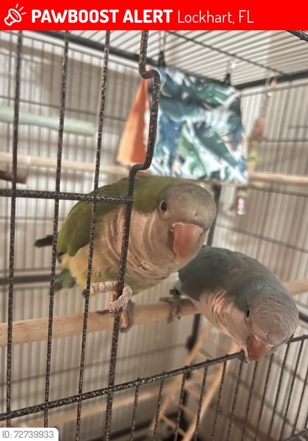 Lost Female Bird last seen Armstrong street, Lockhart FL, Lockhart, FL 32810