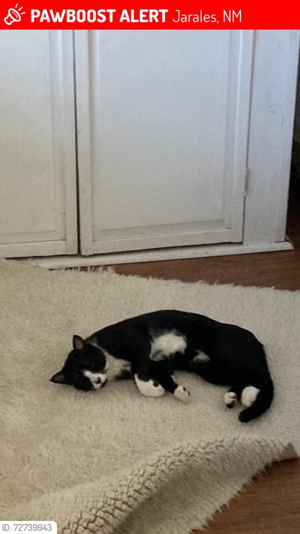 Lost Male Cat last seen 5th Street Belen, Jarales, NM 87002