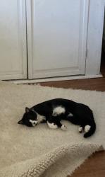 Lost Male Cat last seen 5th Street Belen, Jarales, NM 87002