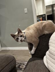 Lost Male Cat last seen norwalk blvd and beaty, Norwalk, CA 90650