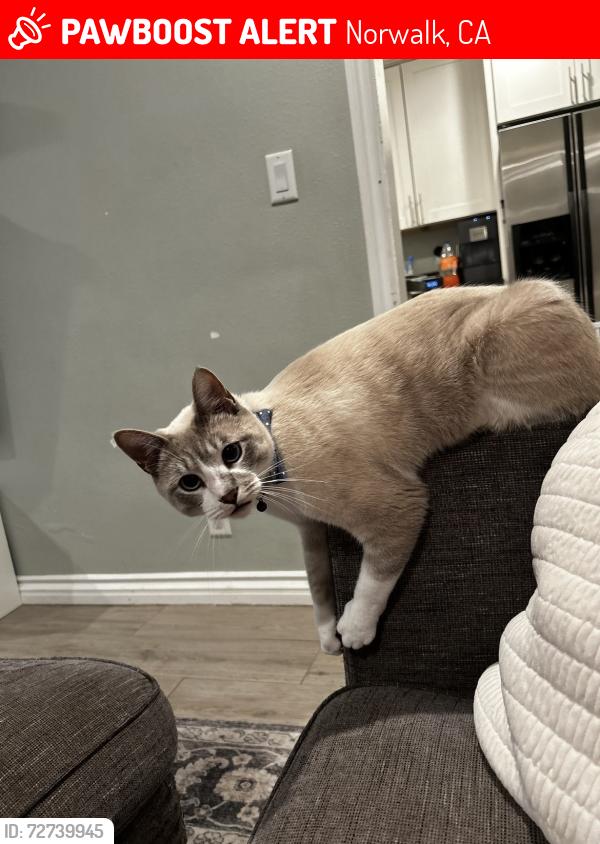 Lost Male Cat last seen norwalk blvd and beaty, Norwalk, CA 90650