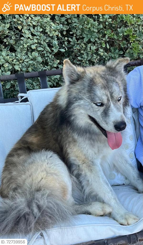 Found/Stray Male Dog last seen Ray High School, Corpus Christi, TX 78411