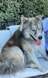 Found/Stray Male Dog last seen Ray High School, Corpus Christi, TX 78411