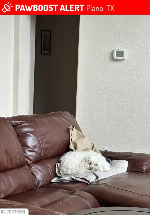 Lost Female Dog last seen On bonita dr., Plano, TX 75025