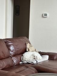 Lost Female Dog last seen On bonita dr., Plano, TX 75025