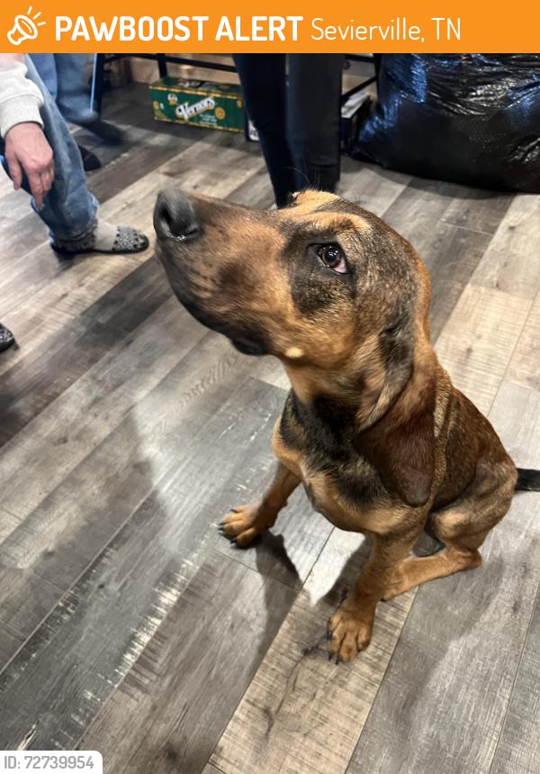 Found/Stray Female Dog last seen Boogertown Road, Sevierville, TN 37876