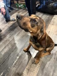 Found/Stray Female Dog last seen Boogertown Road, Sevierville, TN 37876