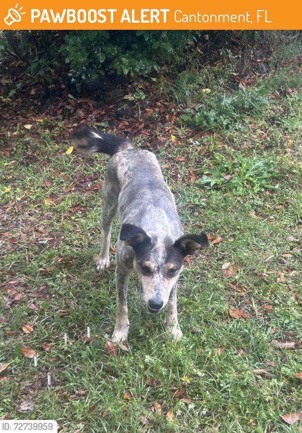 Found/Stray Male Dog last seen Followed my nephew  from a park , Cantonment, FL 32533