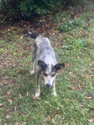 Found/Stray Male Dog last seen Followed my nephew  from a park , Cantonment, FL 32533