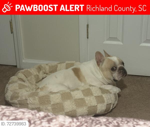Lost Male Dog last seen Ridge view high school , Richland County, SC 29229