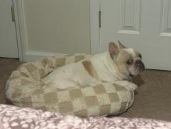 Lost Male Dog last seen Ridge view high school , Richland County, SC 29229