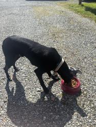 Found/Stray Male Dog last seen Cypress st, Everett, WA 98203