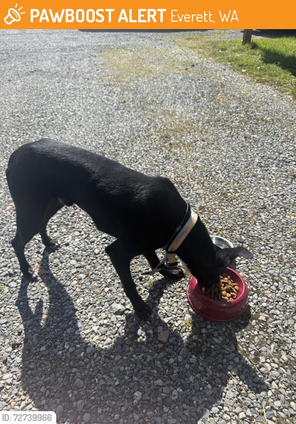 Found/Stray Male Dog last seen Cypress st, Everett, WA 98203