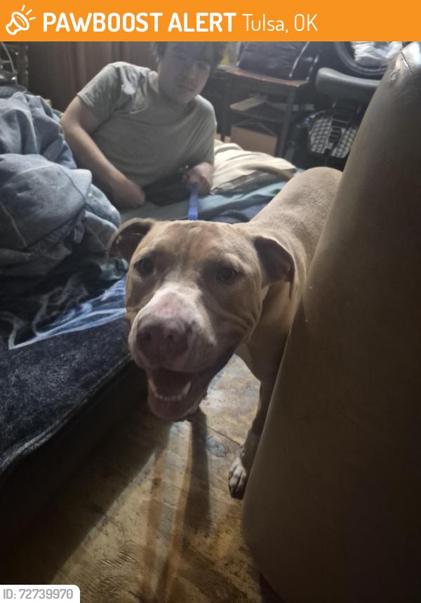 Found/Stray Female Dog last seen Near E 62nd PLN Tulsa ok 74130, Tulsa, OK 74130