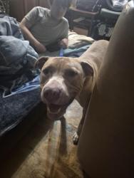 Found/Stray Female Dog last seen Near E 62nd PLN Tulsa ok 74130, Tulsa, OK 74130