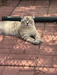 Lost Male Cat last seen Rockingham Motor Speedway, Rockingham, NC 28379
