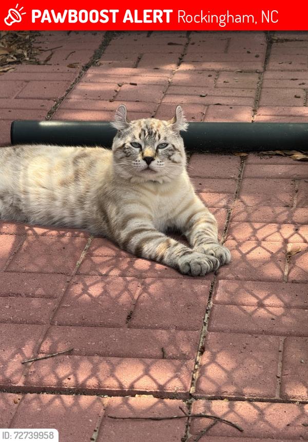Lost Male Cat last seen Rockingham Motor Speedway, Rockingham, NC 28379