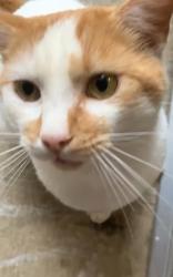 Lost Male Cat last seen Aldi and highland ridge apmts, High Point, NC 27263