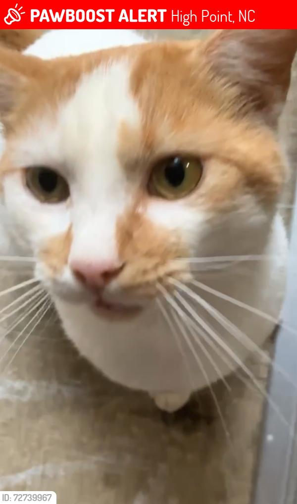 Lost Male Cat last seen Aldi and highland ridge apmts, High Point, NC 27263