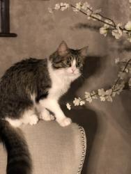 Lost Female Cat last seen Skyline Dr and Pevans Pkwy, Rapid City, SD 57701