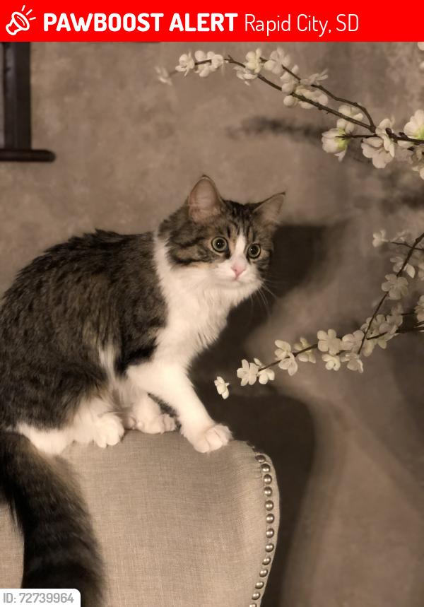 Lost Female Cat last seen Skyline Dr and Pevans Pkwy, Rapid City, SD 57701