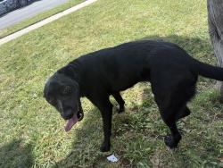 Found/Stray Male Dog last seen Normandie, Los Angeles, CA 90044