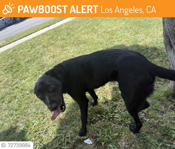 Found/Stray Male Dog last seen Normandie, Los Angeles, CA 90044