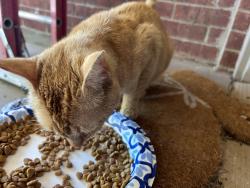 Found/Stray Male Cat last seen Sunnylane Rd and SE 59th St, Oklahoma City, OK 73135