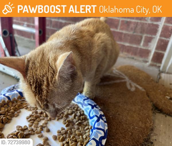 Found/Stray Male Cat last seen Sunnylane Rd and SE 59th St, Oklahoma City, OK 73135
