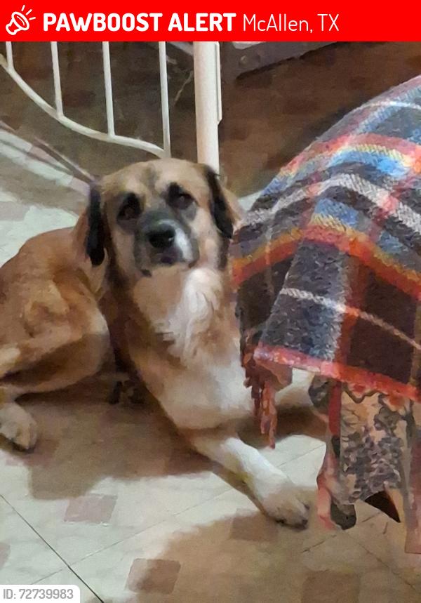Lost Female Dog last seen Ivy in McAllen by the retama village apmts , McAllen, TX 78501