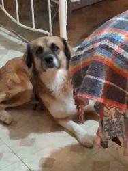 Lost Female Dog last seen Ivy in McAllen by the retama village apmts , McAllen, TX 78501