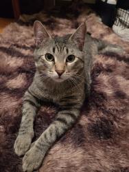 Lost Male Cat last seen Booth dr/ Meadowlark Pl / Grace hosp, Winnipeg, MB R3J 3M9