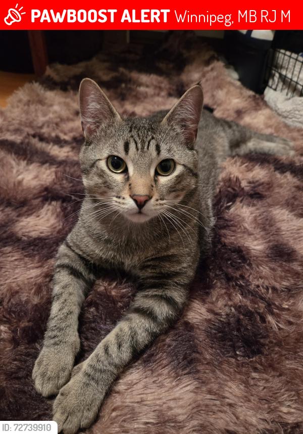 Lost Male Cat last seen Booth dr/ Meadowlark Pl / Grace hosp, Winnipeg, MB R3J 3M9