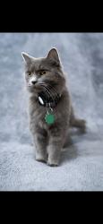 Lost Female Cat last seen Lawrence ave, Harwood Heights, IL 60706