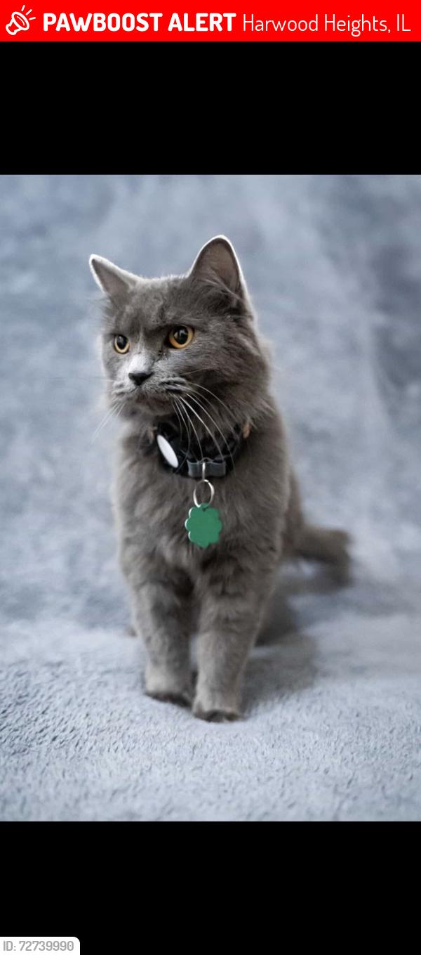 Lost Female Cat last seen Lawrence ave, Harwood Heights, IL 60706