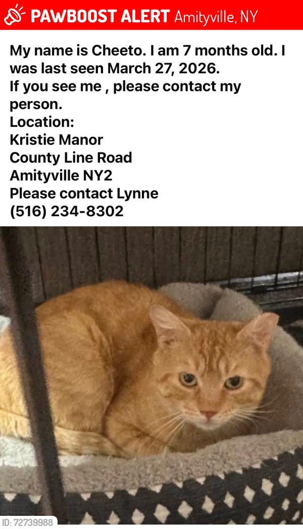 Lost Male Cat last seen Route 110, Amityville, NY 11701