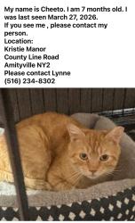 Lost Male Cat last seen Route 110, Amityville, NY 11701