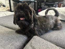 Found/Stray Male Dog last seen Elvas and 62nd, Sacramento, CA 95819