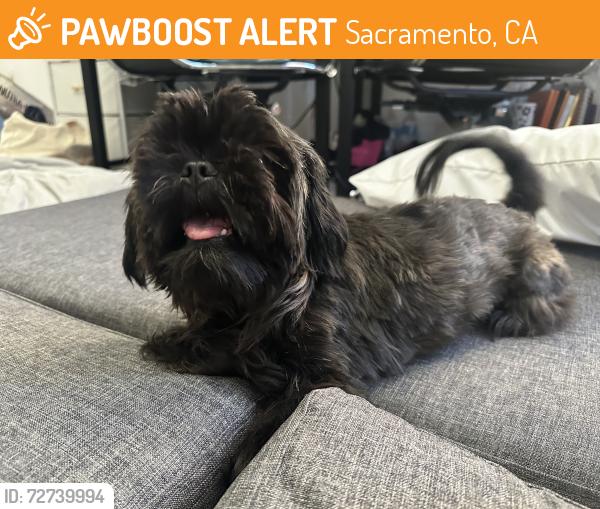 Found/Stray Male Dog last seen Elvas and 62nd, Sacramento, CA 95819