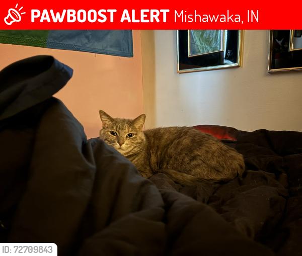 Lost Female Cat last seen Northwood CT , Mishawaka, IN 46545