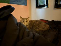 Lost Female Cat last seen Northwood CT , Mishawaka, IN 46545