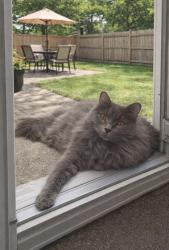 Lost Male Cat last seen Near diehl road, Naperville, IL 60555