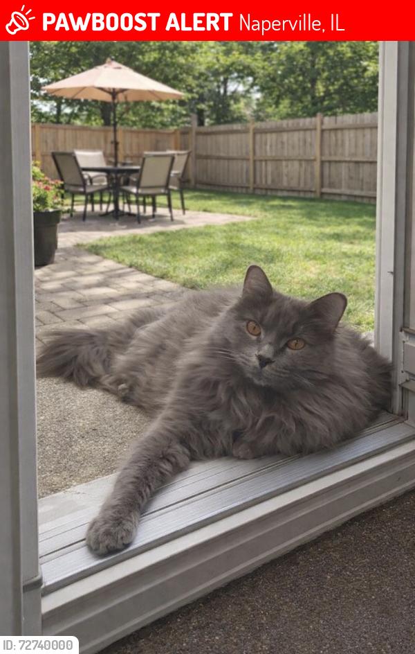 Lost Male Cat last seen Near diehl road, Naperville, IL 60555