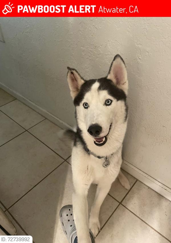 Lost Male Dog last seen Atwater, Ca, Atwater, CA 95301