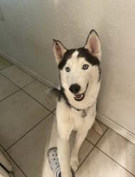 Lost Male Dog last seen Atwater, Ca, Atwater, CA 95301