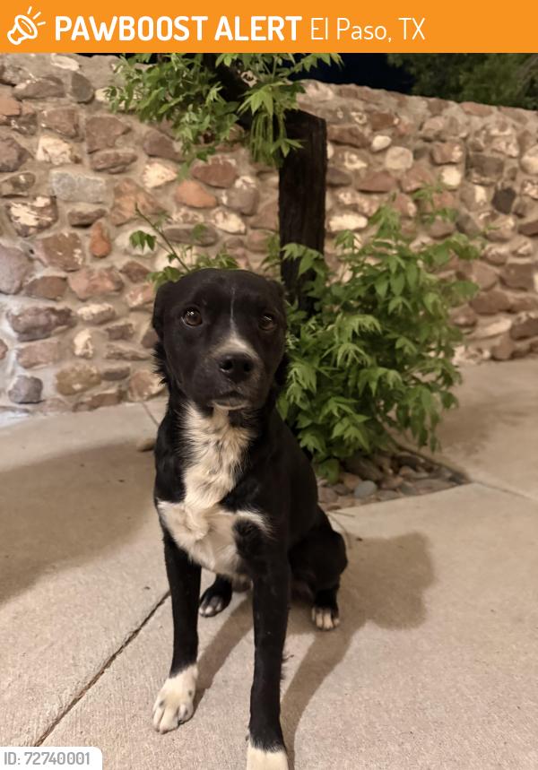 Found/Stray Male Dog last seen Arisano & Ridge, El Paso, TX 79932