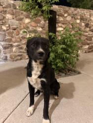 Found/Stray Male Dog last seen Arisano & Ridge, El Paso, TX 79932