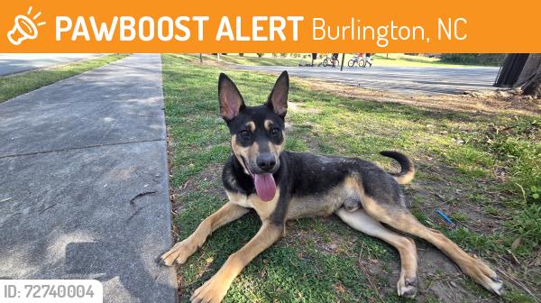 Found/Stray Male Dog last seen At The Venue apmts basketball court, Burlington, NC 27217
