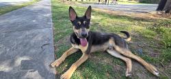 Found/Stray Male Dog last seen At The Venue apmts basketball court, Burlington, NC 27217